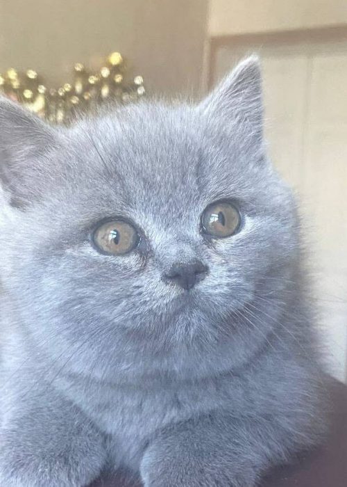 1ce6eed5-4d17-4626-8f77-47b43fd25e91