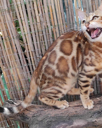 206699C5-1998-4306-878A-17B5600623C0