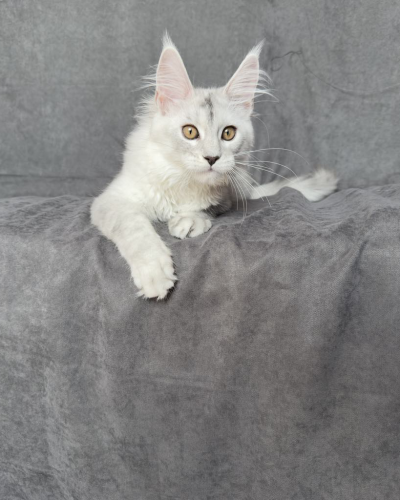 2103C99F-FCA0-49C9-BF3C-F538BDFF2893