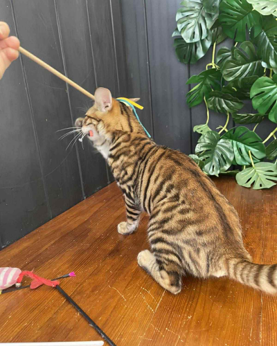 234B8F15-FB8C-4083-AF83-7B3260C4C418