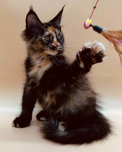 27A8FA2E-7518-4681-AFD1-12209C627F8E