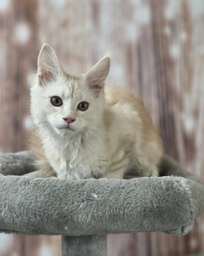 27b972c1-3a75-41ce-b9d7-96ec9c2a982e