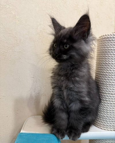 295d9d65-6ea7-4379-93b6-534e5d355ae9