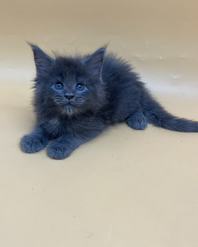 29BB32E7-84A1-4F85-9325-4A0424D33EE0