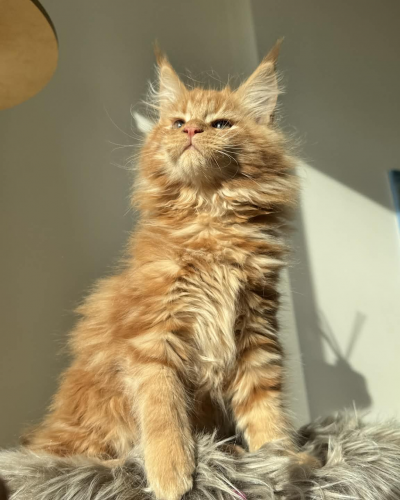 2DA443BB-E328-4323-B9D4-E6B6C3B60A47