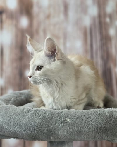 2e0567aa-74c0-488a-850f-cca2a356c439