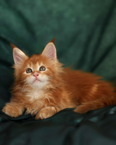 31736A63-24D3-47B3-99BA-CE3C7187C2C7