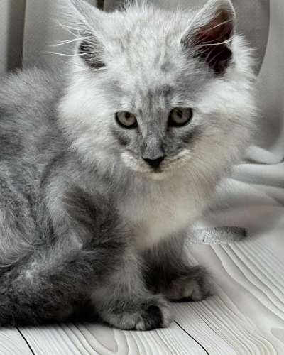 33A51257-4D80-4041-A8FA-98F73987F1A0