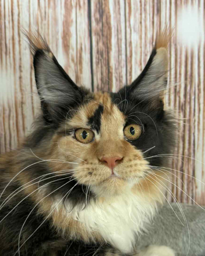 3538E269-3A51-44F7-89FA-E026DD663096