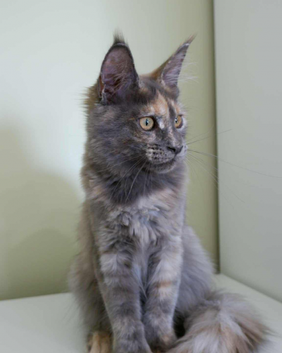 3B43D54D-5DED-4F21-BA7B-340EB93469C7