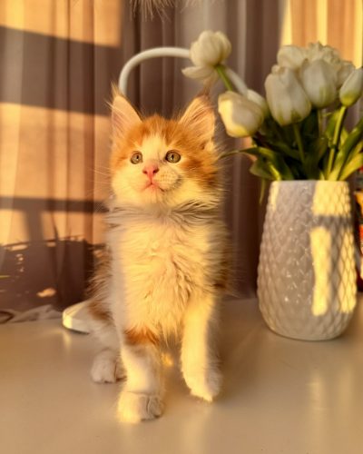 maine coon texas