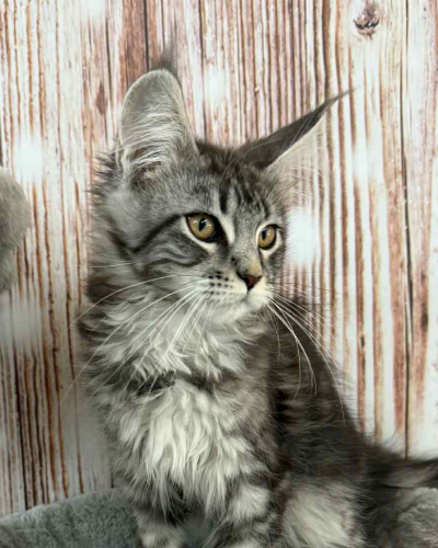 43966371-4A31-4685-AFC3-261218497511