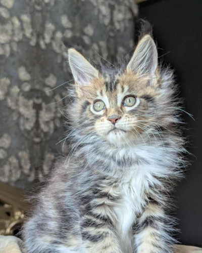 45B0C2BC-EBB3-4247-A2DA-3C599EF31322