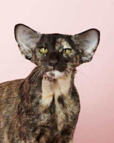 45B122B5-DEF9-4806-928D-46CCE8B60CF0