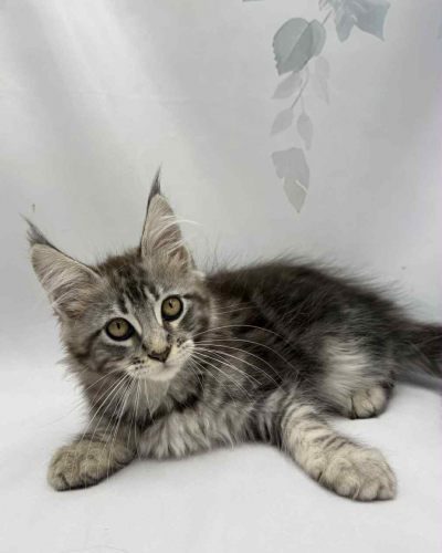 4642ADAE-1981-46DB-8A94-9A6564F19CFA