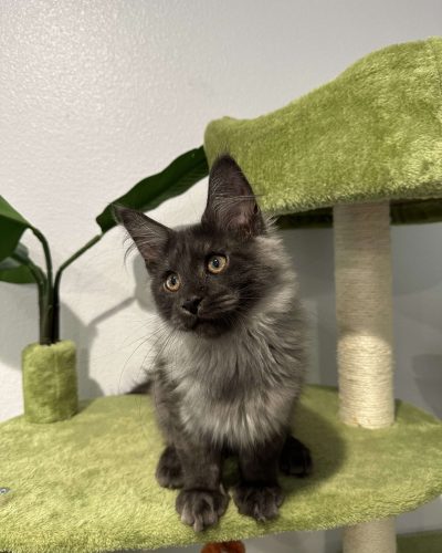 474863896_1803017493875464_7540868636840720811_n