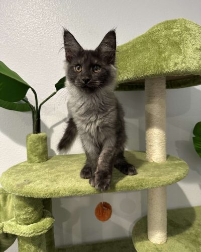 475452140_546909331701085_7574677598544654367_n