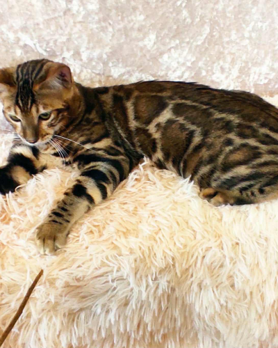 47749288-CA59-426D-B281-B08EC2D1C506