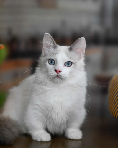 4C7CF547-D3DF-47DB-A8BB-8B308CD7949A