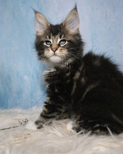 4a926d9d-c7f6-4862-9701-61179a7027aa