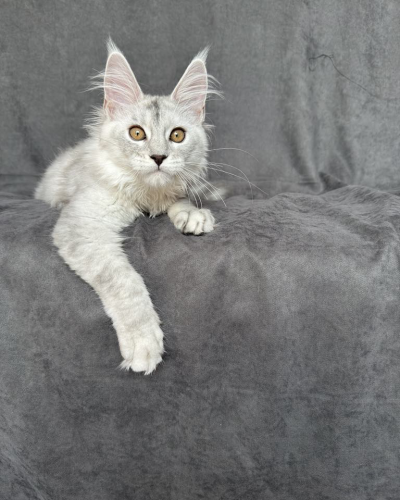 508695C2-056A-4CCA-ACB7-62A4AA8F6FC0