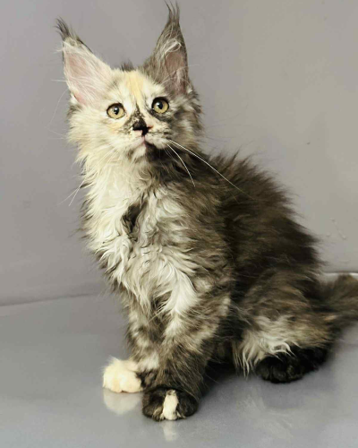 50ACF29E-6F08-4D6D-8C0B-B7463E2A1509