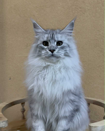 517B83C0-79BF-4BD9-829E-851EC775748D