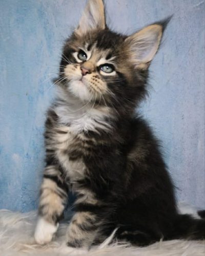 51d65a13-f760-4dc8-b0a0-1fa0bf9592da