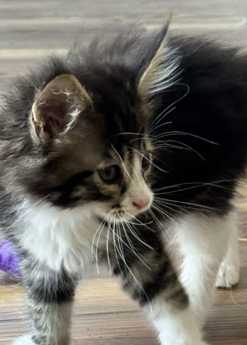 5377266c-ef0b-41d8-a7a0-6e9b0913e7d3