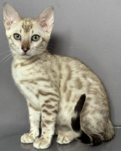 54FCE041-770C-4466-92DA-A1CF011696D1