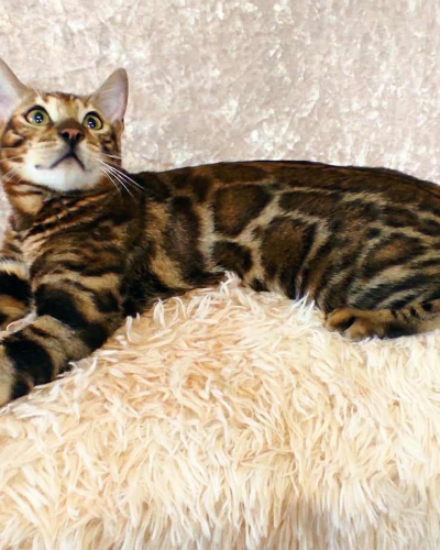 5941865D-50DB-4CEA-BFCB-76B05395D1FD