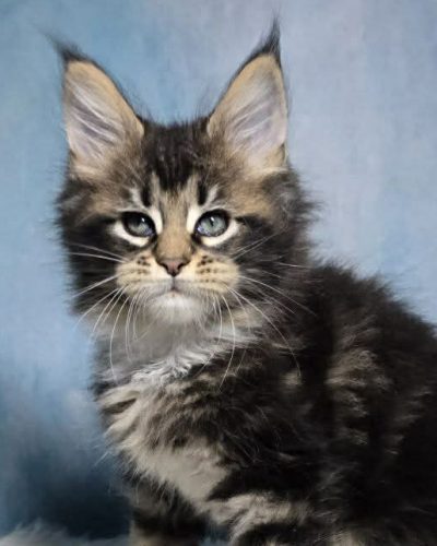 5aafa611-55da-4232-87cf-11239f325aa3