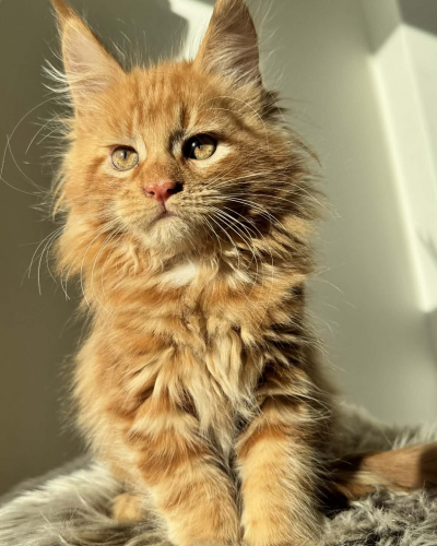 60398A34-28C7-4941-967E-849C9B41076B