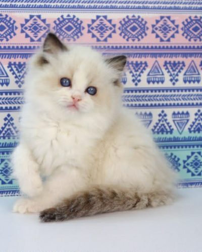 60a39efd-b031-4d98-92e7-dba092e080c2