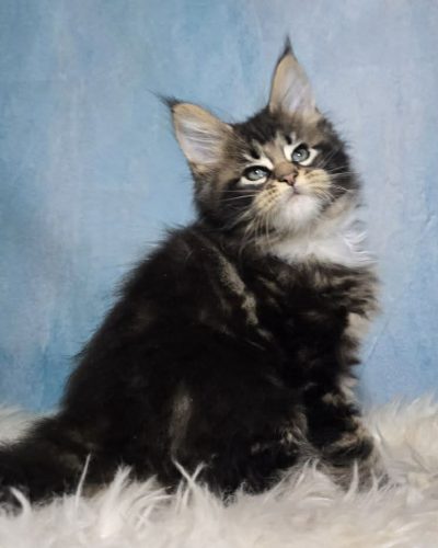 65ca8385-f9bd-4be2-a932-b763bab067bc