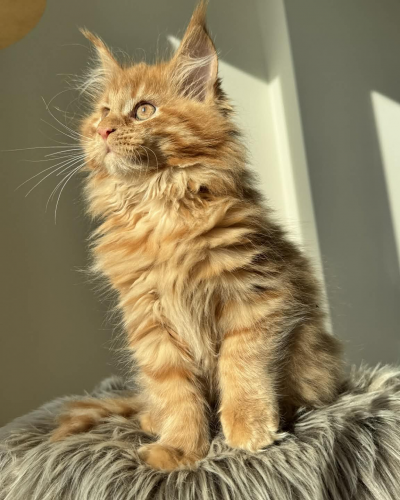 68F58E49-A099-4088-82A1-36B224DA8436