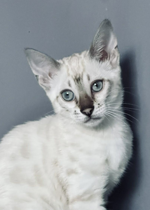 6A678759-EB2B-46B1-A683-3DDD9261C7CC