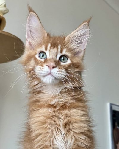 70a62f8d-66e4-4e25-9256-d320a3a9f2e6