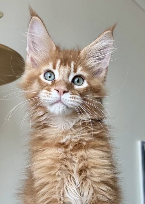 70a62f8d-66e4-4e25-9256-d320a3a9f2e6