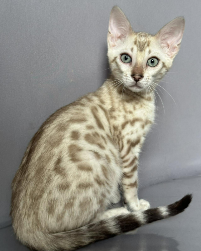 7EA76B02-A516-47F9-AD1F-F0F84BA5C1F2