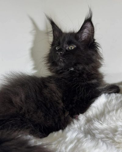 828260ff-bd1f-4851-9b9b-cc7bf3ab78ec