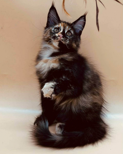 84E18EFD-8CF9-4191-9FD0-A2ED410C324C