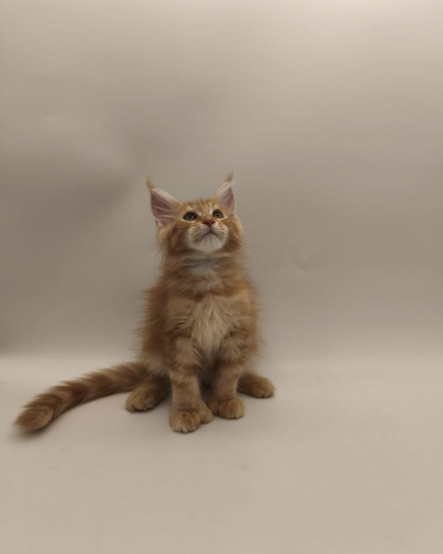 85CF187D-B3E8-4CA7-AAA9-10C6110BE50D