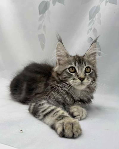 865B1106-337C-4FC9-9902-BE41FDEAC9C0