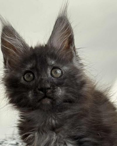 86A806FC-E1CB-49A7-8CA9-AF3891EB2FAB