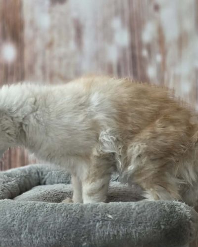 877a7d60-5221-4891-a01e-9c23abaa3897