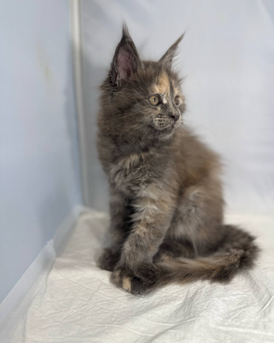 8AF91E65-45A4-4578-8D81-2460B6D55562