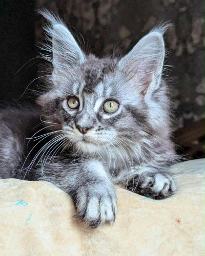 8E3CFD06-378D-43A0-9915-DB5CCE80DE01