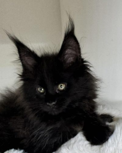 8a616012-bb18-406b-b908-03facf382e9b