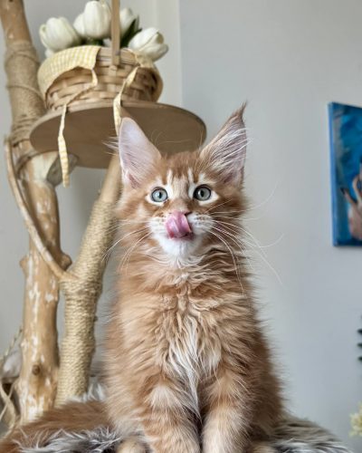 8d0b925c-f636-4f4f-bad1-ada3552f20ea